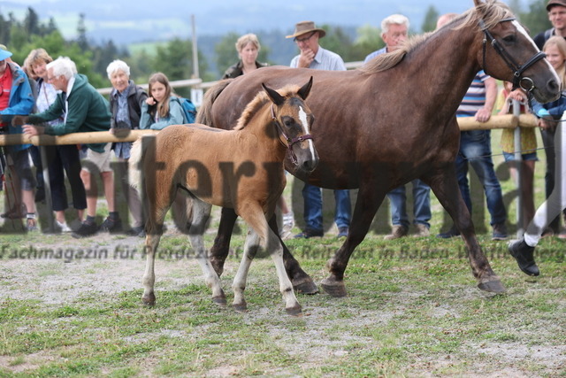 Fohlenprämierung_Sankt-Märgen_2024_KN_29_Flora (24) | Alle Fotos der Reiterjournal Fotografin Doris Matthaes im Reiterjournal Online-Fotoshop. - Realisiert mit Pictrs.com
