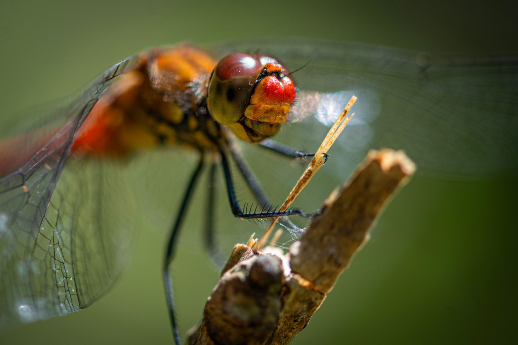 _DSC4407 | kaefersammler_roy - Realisiert mit Pictrs.com