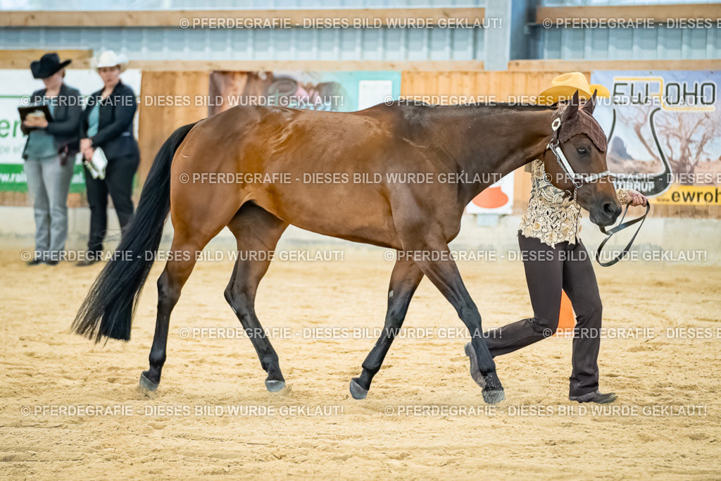 DSC09799 | Pferdegrafie