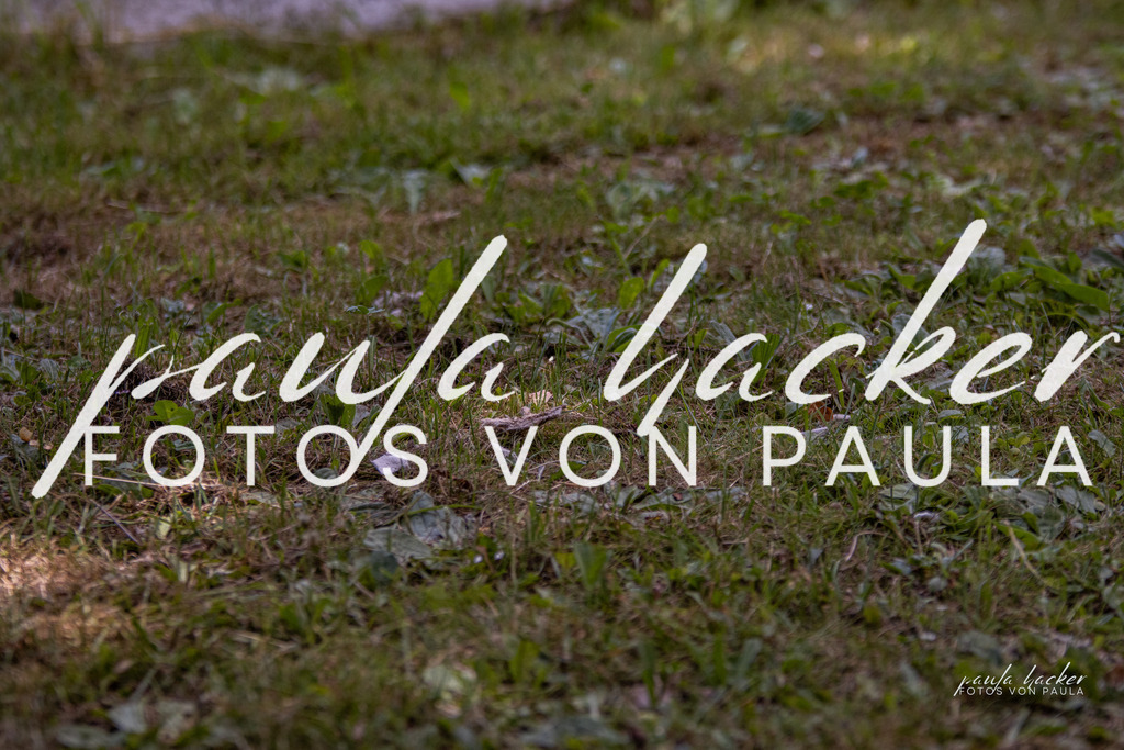 IMG_8361 | Erleben Sie dynamische Sport- und emotionale Tierfotografie in Süddeutschland mit Fotos von Paula. Spezialisiert auf Pferde- und Hundefotografie sowie Sportevents. Kontaktieren Sie mich für einzigartige und ausdrucksstarke Bilder Ihrer besonderen Momente. - Realisiert mit Pictrs.com
