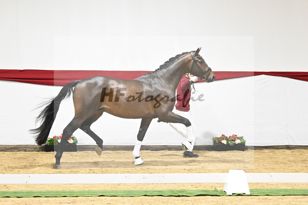 Kat-Nr. 4 v. Glamourdale_Limbecker_63220056 | hf-fotografie - Realizzato con Pictrs.com