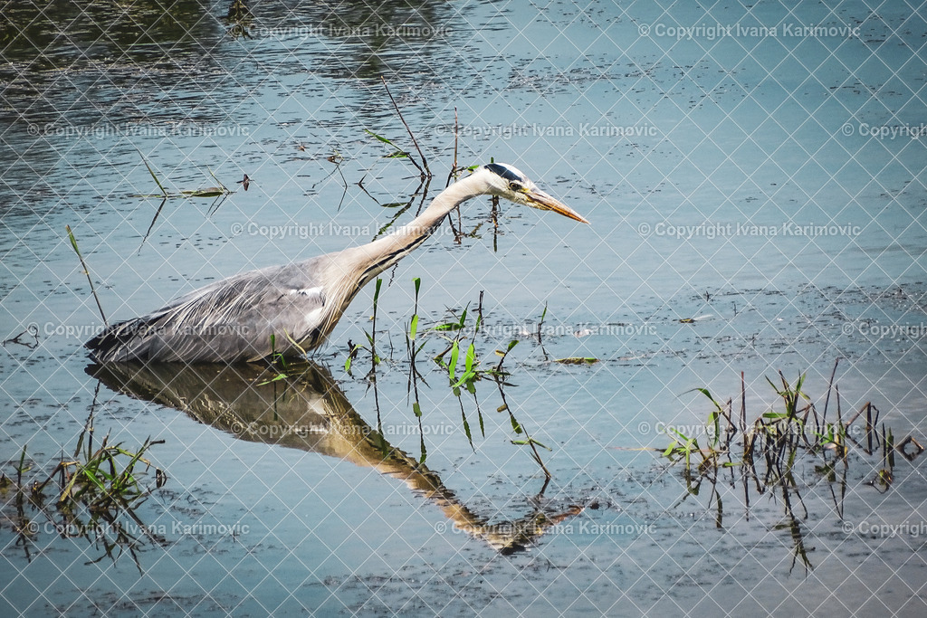 DSC01051 | ikphotography - Realisiert mit Pictrs.com