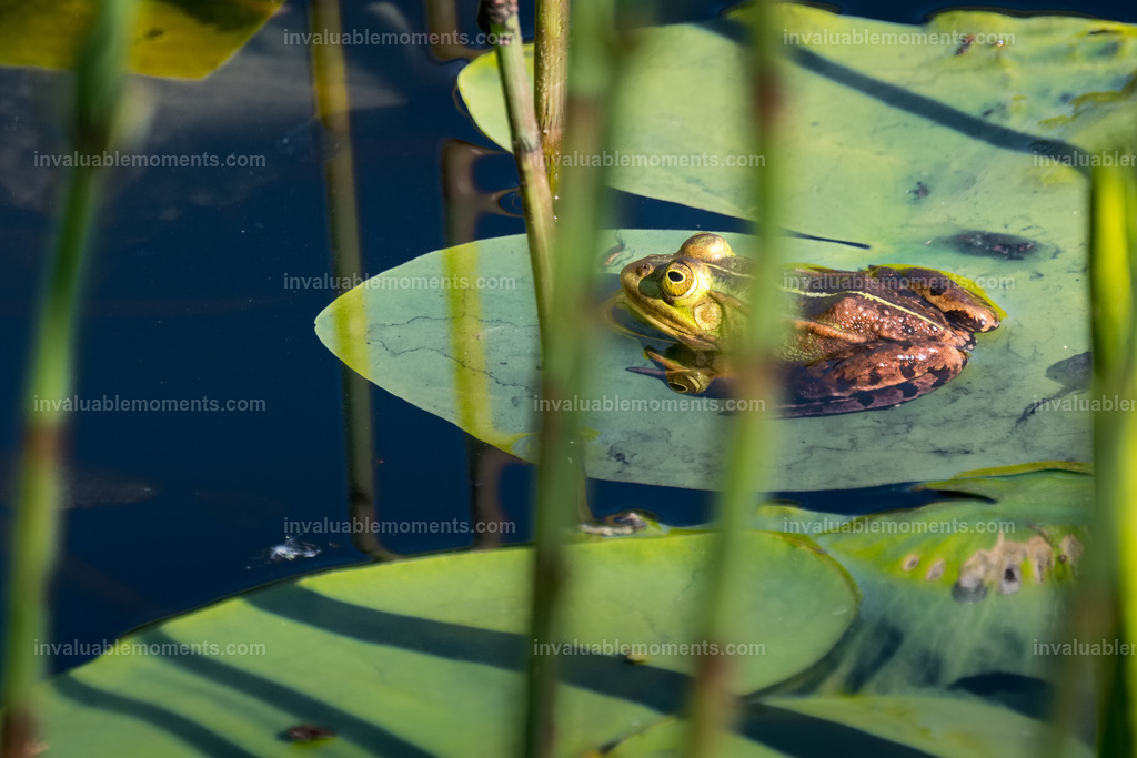 DSCF1037iridient | invaluablemoments.com - Realisiert mit Pictrs.com