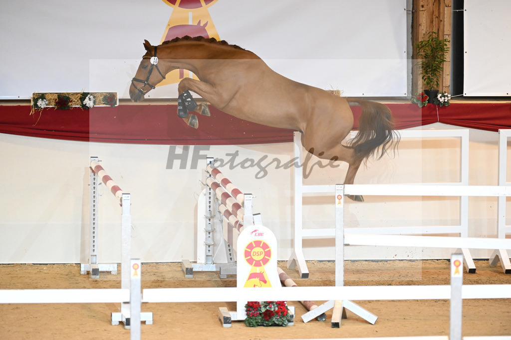 Kat-Nr. 10 Cicero Z_Wieneke_1230776 | hf-fotografie - Realisiert mit Pictrs.com