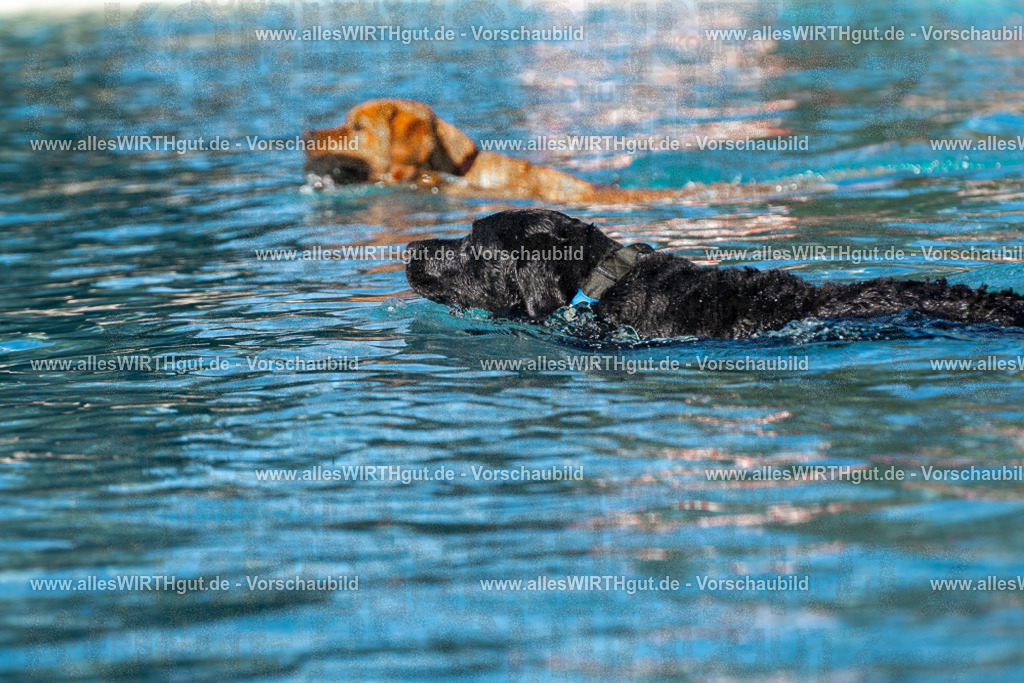Hundeschwimmen_Volksbad_2026-allesWIRTHgut_Tierfotografie-2609061105-FAY06126 | Professionelle Tierfotografie in Mönchengladbach von Daniel Wirth (allesWIRTHgut). Liebevolle & natürliche Bilder von Hunden & Katzen für unvergessliche Erinnerungen.