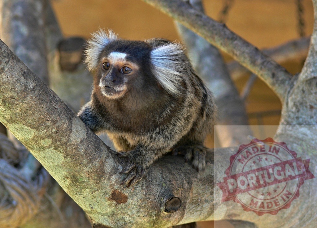 Common marmoset monkey climbing on a tree branch | Common marmoset primate sitting on a tree branch in a natural habitat - Realisiert mit Pictrs.com