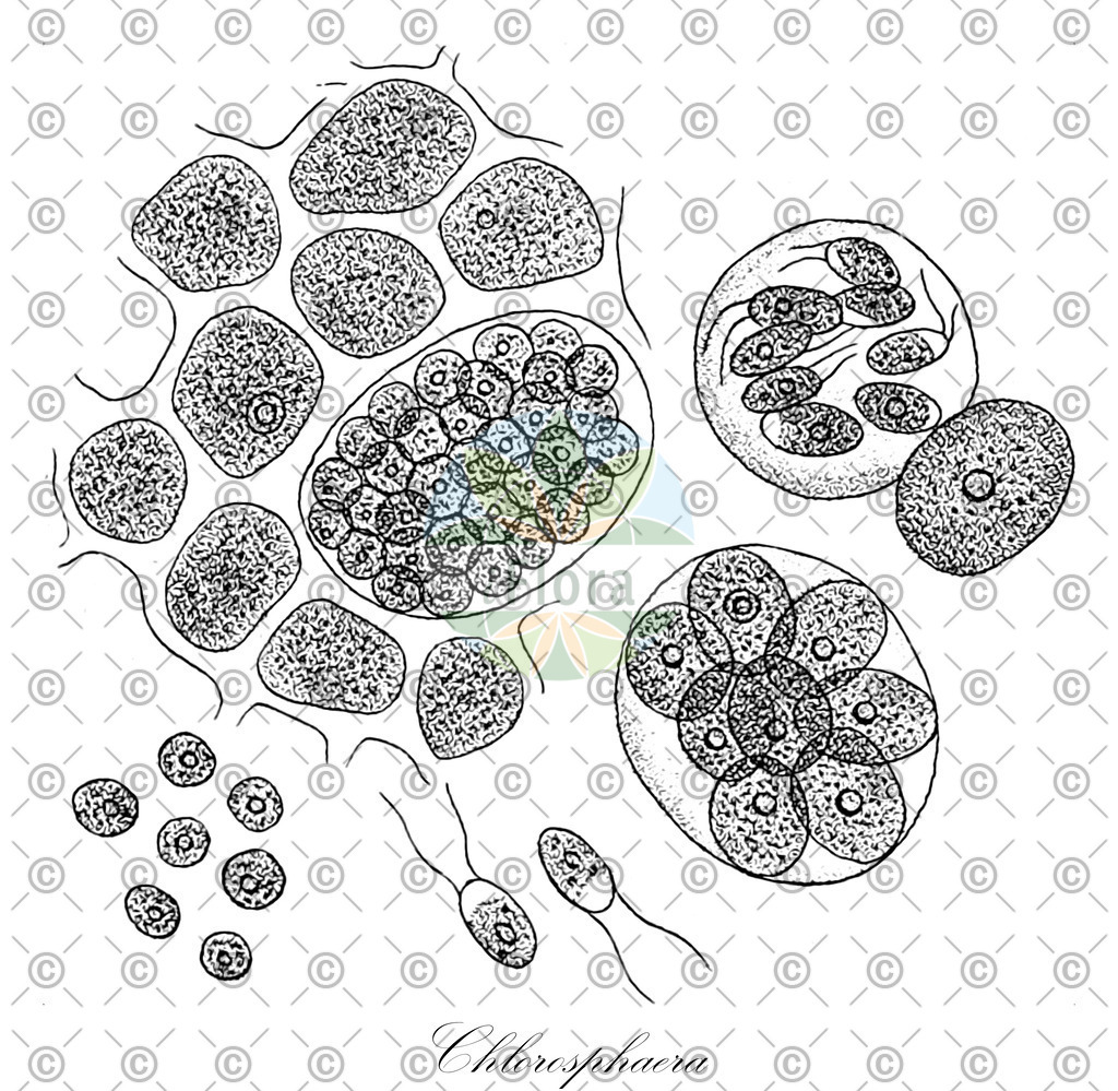 HistAbb_7NZ9Y_1_ENZY_Simple | Historische Abbildung von Chlorosphaera - Oocystaceae (0) | Historical Illustration of Chlorosphaera - Oocystaceae (0)