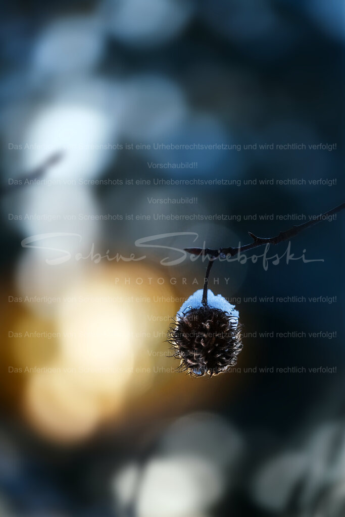 Buchecker im Bokeh | People- und Tierfotografie, Imageaufnahmen, Veranstaltungsfotografie und Wandbilder aus der Natur ★ Made in Germany ✔️ Druck + Downloads ✔️ Naturfotografie in Top Qualität ★ schneller Versand, weltweite Lieferung! - Realisiert mit Pictrs.com