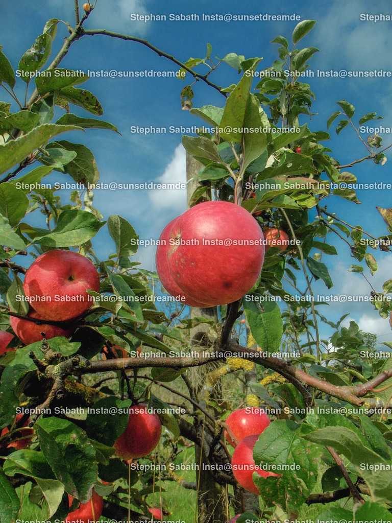 Apfelbaum | Sie werden ihren Augen nicht trauen