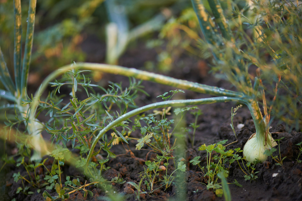 Zwiebel im Gartenbeet | Austria - July 16, 2013: Zwiebel im Gartenbeet. - Realisiert mit Pictrs.com