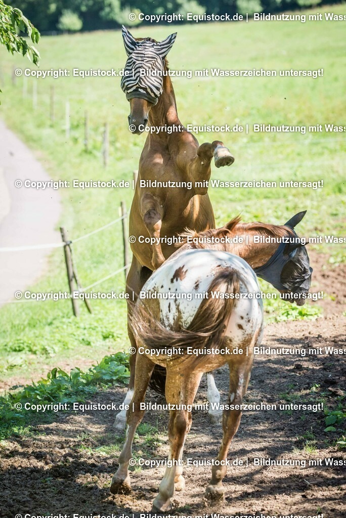 20160823_Wallache_beim_Spielen_0004 | Foto: Thomas Hartig