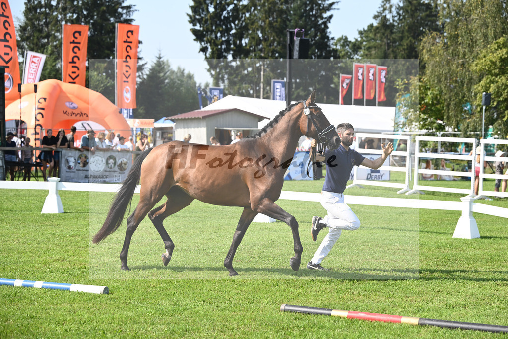 Kat-Nr. 15 nn v. Stakkato Gold_Kelberger_34240352 | hf-fotografie - Realisiert mit Pictrs.com