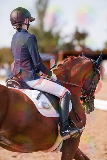 2026_10_03_Siefer-Hof_133131_Z81_85970738 | Professionelle Reitsport-, Turnier- und Eventfotografie von Robert Broda. Galerien mit ausgewählten und bearbeiteten Bildern direkt online ansehen und bestellen.