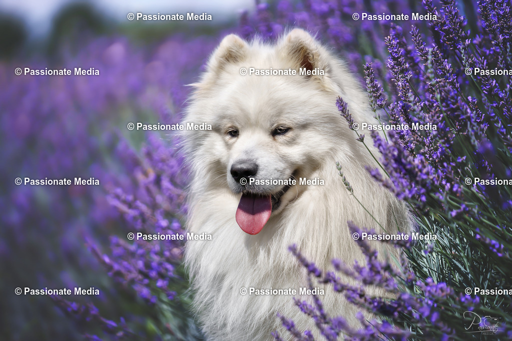 _DSC0450 | Passionate Media, dein Fotograf aus Brandenburg, Märkisch Oderland, im Bereich Motorsport, Autos und Motorräder sowie Events und auch Hunde. Shootings oder auch Eventbegleitungen können bei mir gebucht we