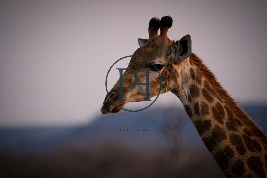 DSC08700 | Philipp-Heist - Realisiert mit Pictrs.com