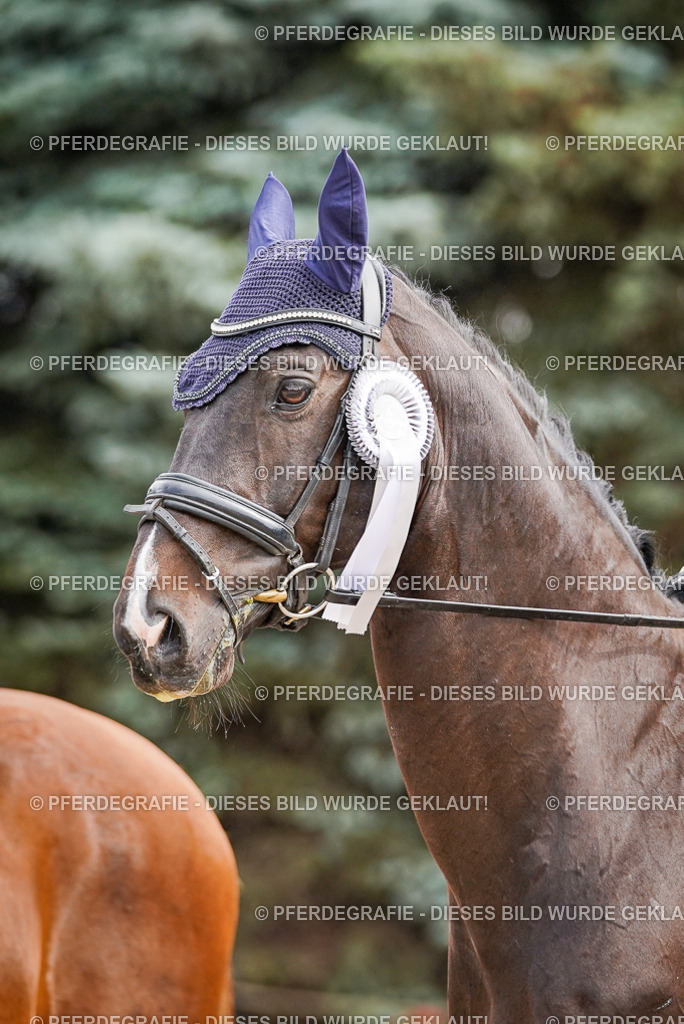 DSC02346 | Pferdegrafie