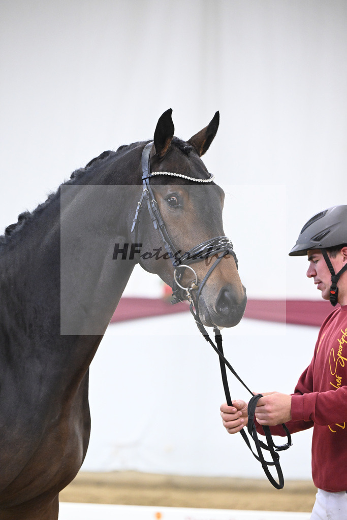 Kat-Nr. 111 Zackerey x Dante Weltino_Gerdi Rakelbusch_47253783 | hf-fotografie - Realisiert mit Pictrs.com