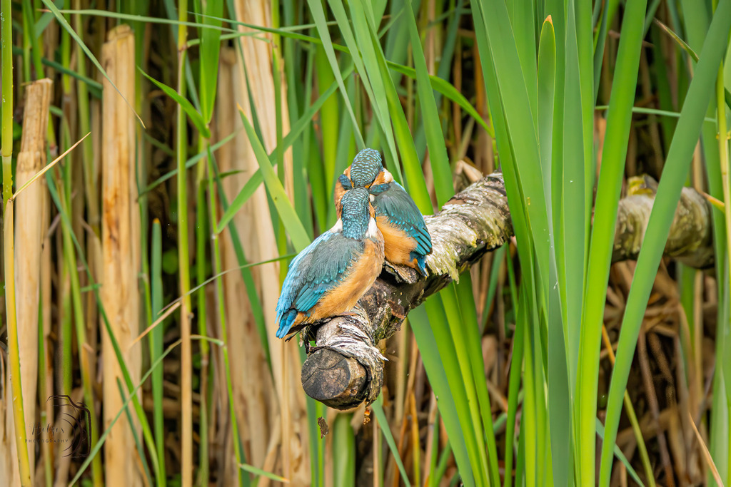Eisvogel-8441-Verbessert-RR-Bearbeitet | Holzisphotography, Landschaftsfotografie, Wildlifefotogorafie - Realisiert mit Pictrs.com