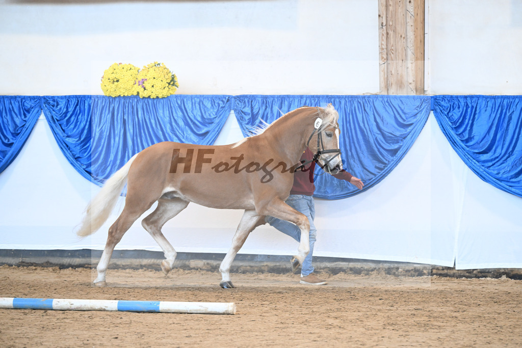 Kat-Nr. 6 nn v. Steingold_Zuchtstaette Isarblick Dressler_48250845 | hf-fotografie - Realisiert mit Pictrs.com