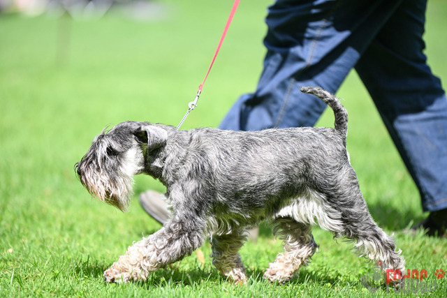 Ausstellung des Pinscher Schnauzer-Klub | Ausstellung des Pinscher-Schnauzer-Klub, OG München in Gröbenzell 30.07.2023 Foto: Leo Wyden