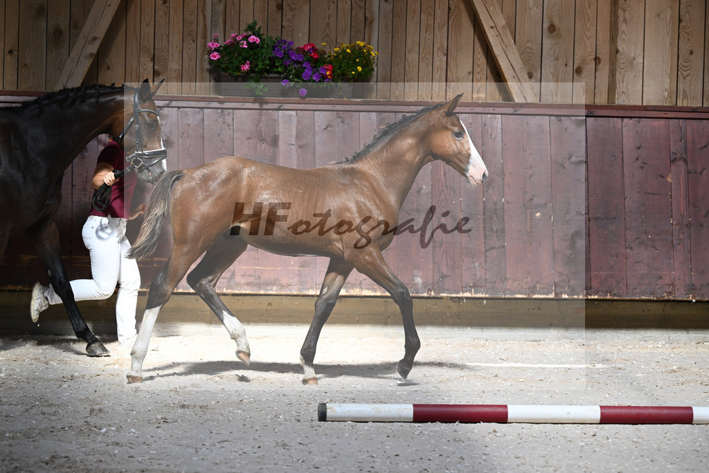 Kat-Nr. 1 HF Stakkato Cornet x Quality_Boeck_32240023 | hf-fotografie - Realisiert mit Pictrs.com