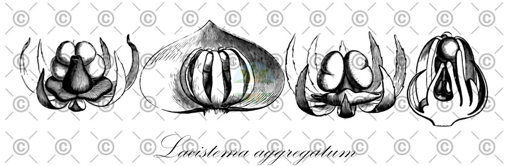 HistAbb_wfo-0000221796_1_ENZY_Simple | Historische Abbildung von Lacistema aggregatum - Lacistemataceae | Historical Illustration of Lacistema aggregatum - Lacistemataceae