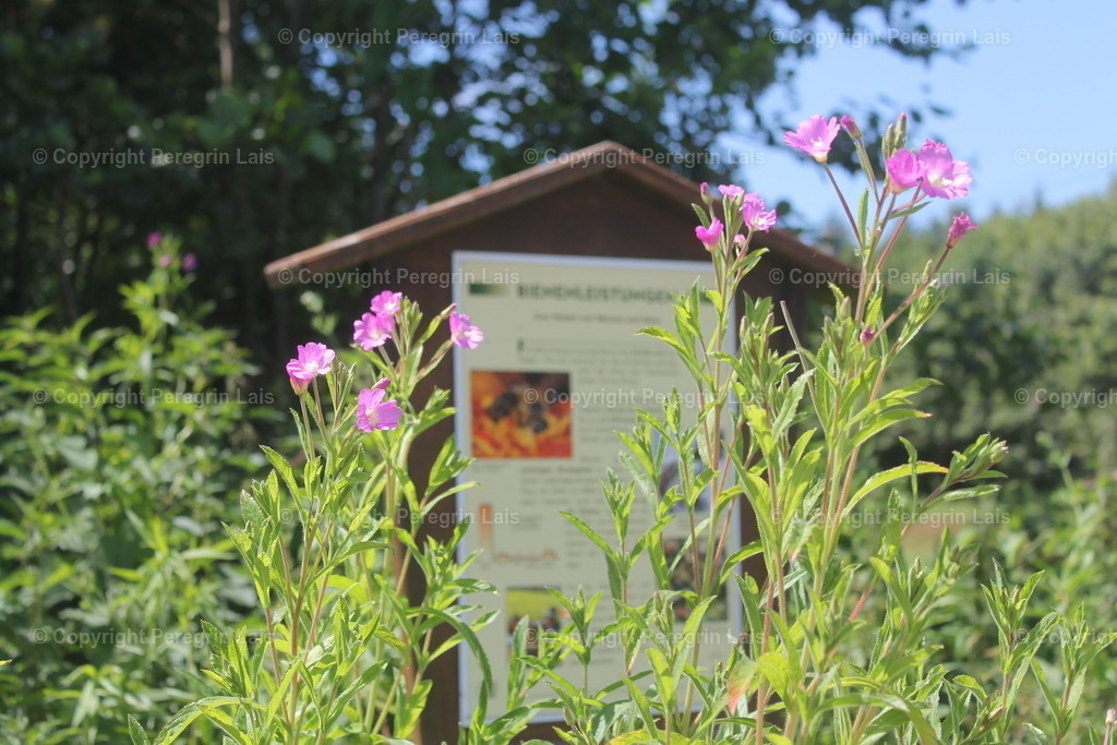 IMG_2743_1 | Fotografiert von Peregrin Lais. Bilder anschauen, 
Formate auswählen und bestellen. - Realisiert mit Pictrs.com