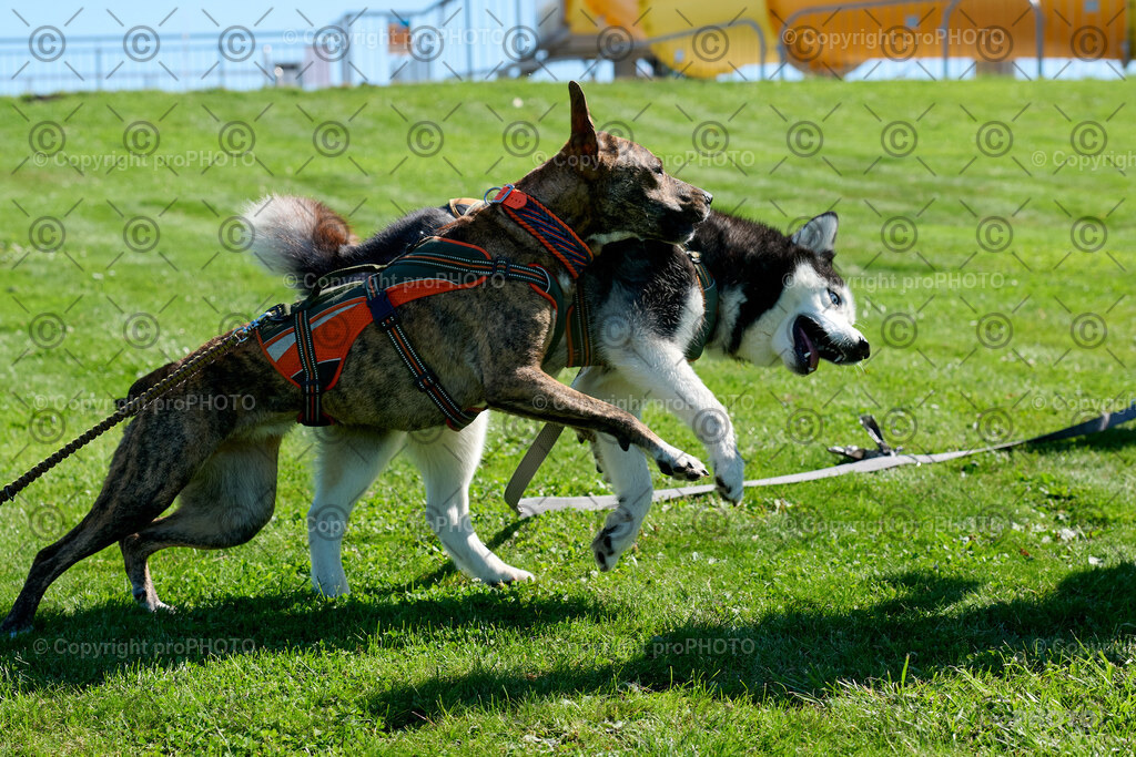 035_202509_4Hundebadetag_NZ9_2188 | proPHOTO - Realisiert mit Pictrs.com