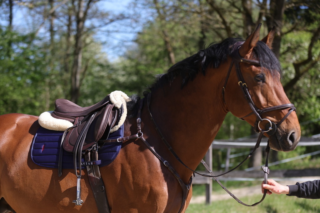 0P6A8086 | Willkommen bei Brunnmayr - Design & Fotografie – Ihrem Spezialisten für Reitturniere und Pferdeveranstaltungen in Oberösterreich, Salzburg und Bayern! Seit über 17 Jahren sind wir leidenschaftlich dabei.
