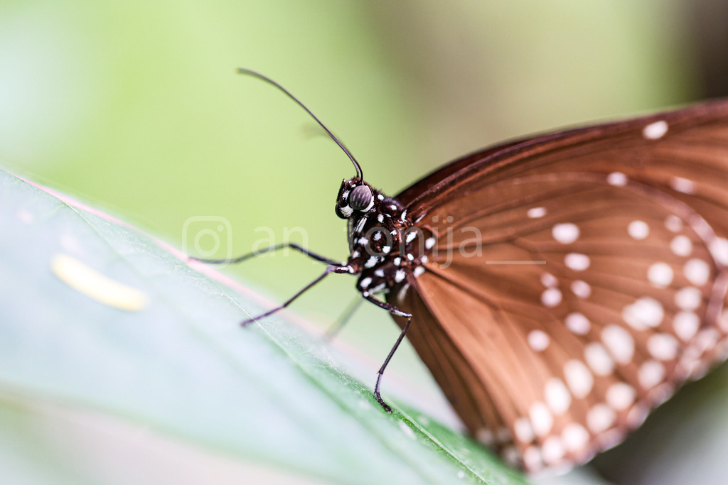 A.Trupina-251 | antonija-trupina - Realisiert mit Pictrs.com