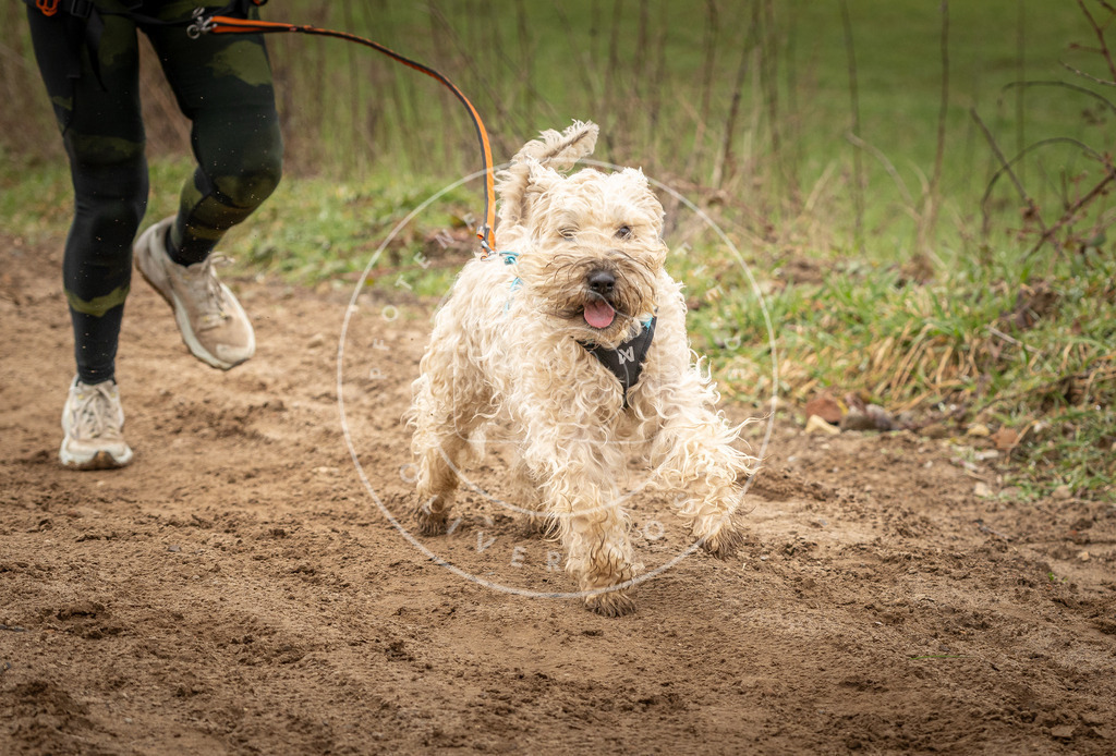 DV3A2391 | Hundefotografie, Tierfotograf, Pfotenfotografie, Fotoshooting Hund, Hunde Portrait, Hundesport, Hundeportraits, Heideshooting, Hunde, Sportfotograf, Hundefotograf, Turnierhundsport, THS,  - Realisiert mit Pictrs.com