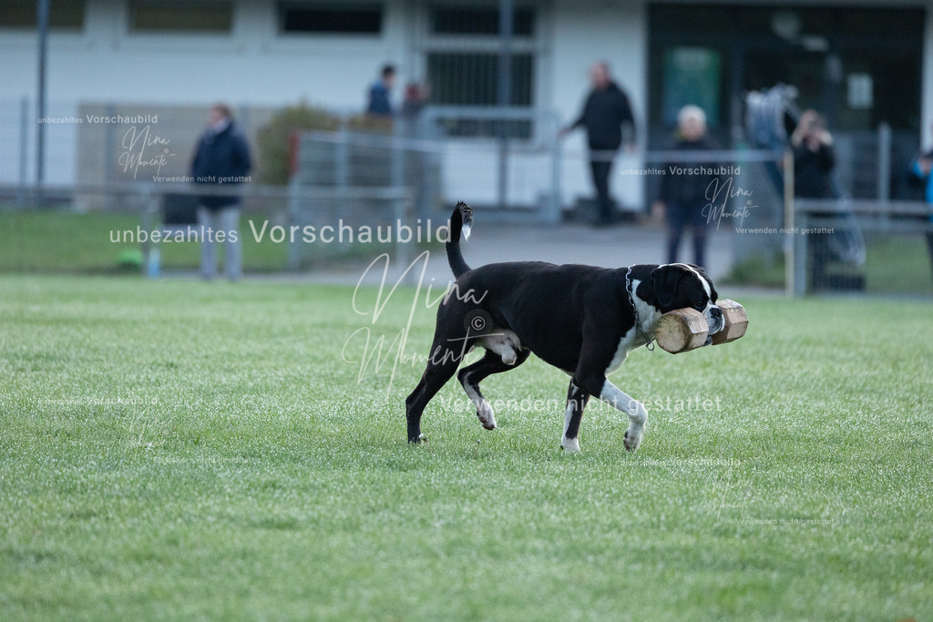 _16A5736 | Einzigartige Fotos von Hunden & Menschen –Actionfotos, Portraits, Vereinsaufnahmen & Paarshootings – authentisch, lebendig & mit Herz.