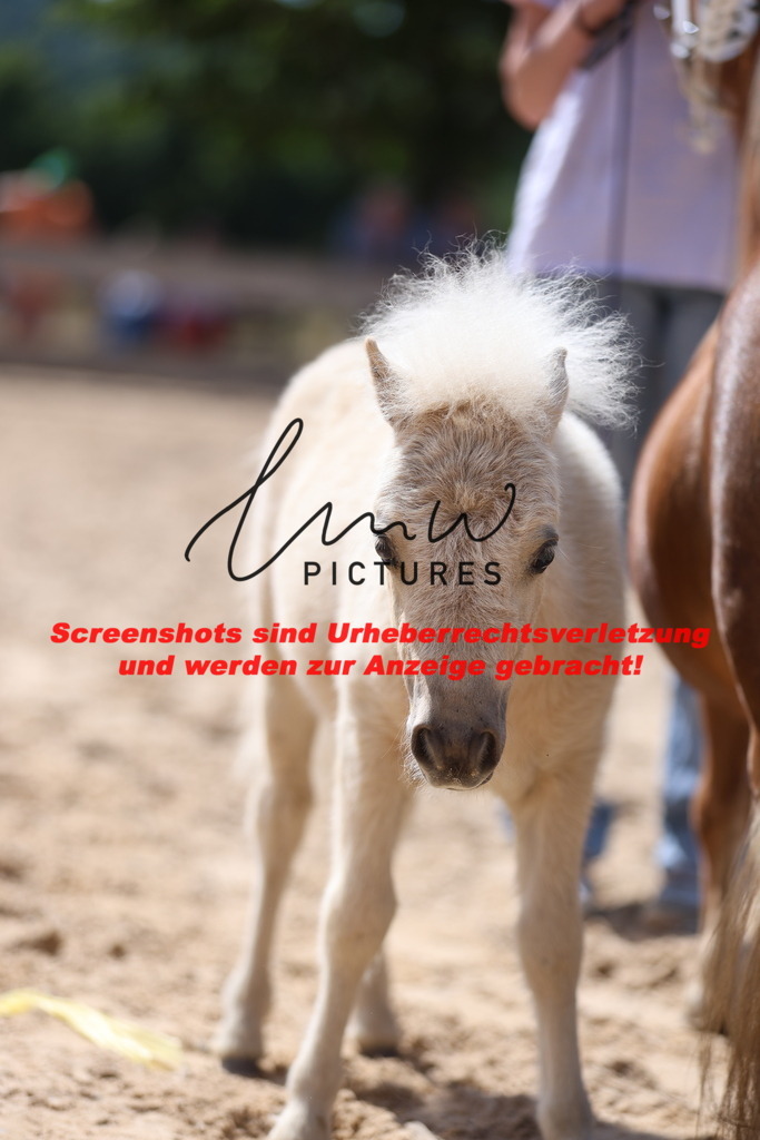 Fohlenschau_Schwäbisch_Hall_Ponys_KN 51_11 | lmwpictures - Realisiert mit Pictrs.com