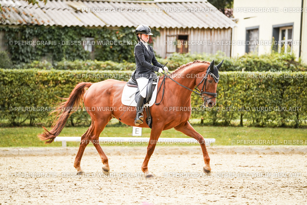 DSC01800 | Pferdegrafie