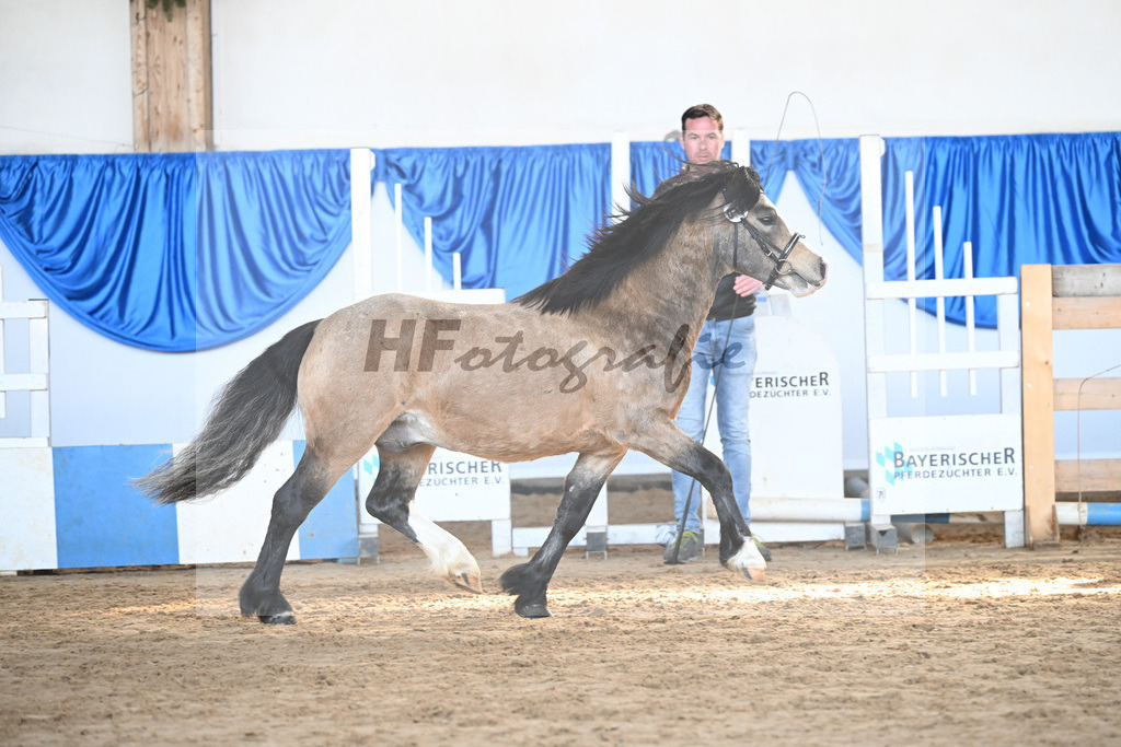 Kat-Nr. 15 Leybucht Bavarian Bailey v. Penymorfa Bailey_Nieberle_9260414 | hf-fotografie - Realisiert mit Pictrs.com