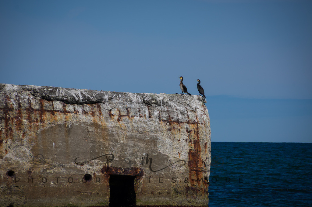 _Sommer2022-0668 | Photographies and more - Realisiert mit Pictrs.com