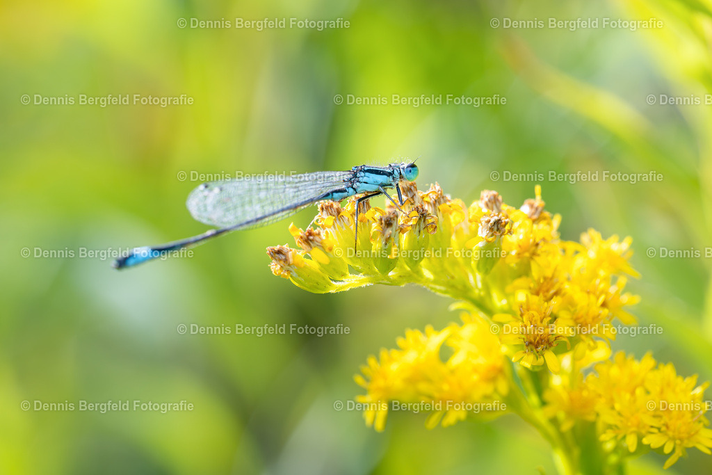 Flower 1 | Entdecken Sie Natur, Makro und Tierfotografie von Dennis Bergfeld.Besondere Momente und Details der Natur, hochwertig als Foto und Wandbild erhältlich. - Realisiert mit Pictrs.com