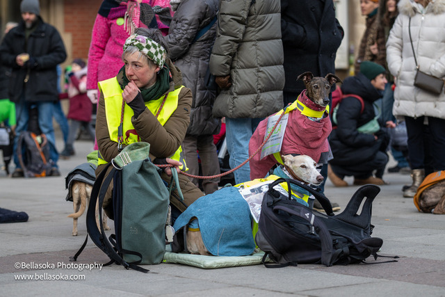 Galgomarsch2026-173 | Augenblicke kommen und gehen, Erinnerungen bleiben. Als Tierfotografin schaffe ich liebevolle Erinnerungen an unsere tierischen Familienmitglieder, ohne Stress und Druck.
Buchbar für den Raum München und Landkreis Dachau  - Realisiert mit Pictrs.com
