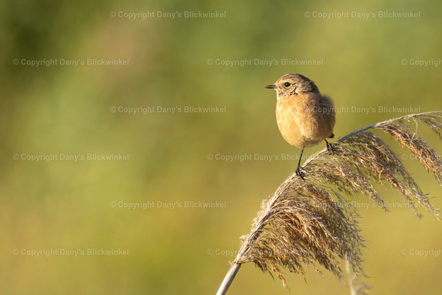 2022159 | Tierfotografie, Tierkalender, Tierbilder, Insekten, Spinnen, Vögel, Schmetterling, Libellen, Leinwand, Colorkey, Qualität, Geschenkartikel, Geschenk - Realisiert mit Pictrs.com