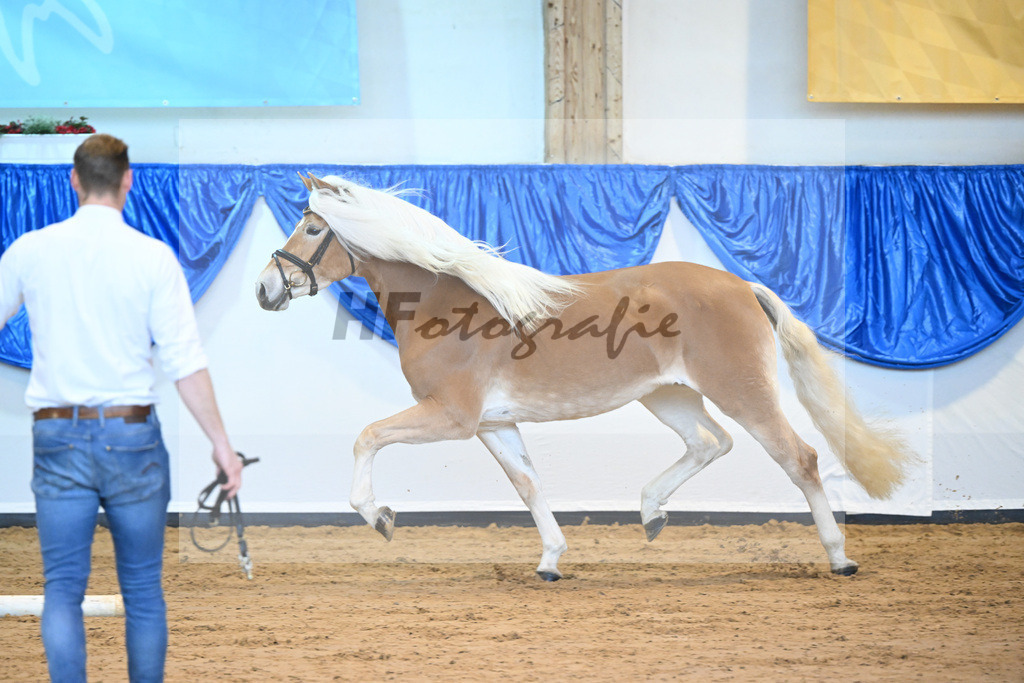 Kat-Nr. 3 Reika v. Bentley_Diethei_60221052 | hf-fotografie - Realisiert mit Pictrs.com