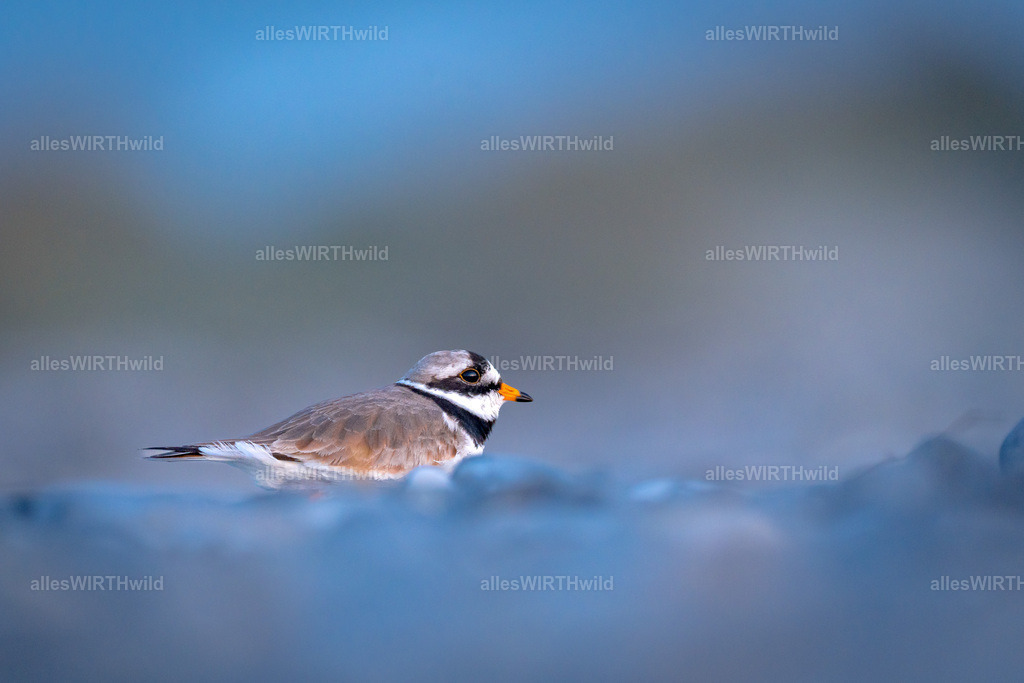 allesWIRTHgut Tierfotografie - www.allesWIRTHwild.de - 7IV04819 | Entdecke die faszinierende Welt der Natur- und Wildlife-Fotografie von Daniel und Bärbel. Inspirierende Bilder von wilden Tieren und kleinen Naturwundern.