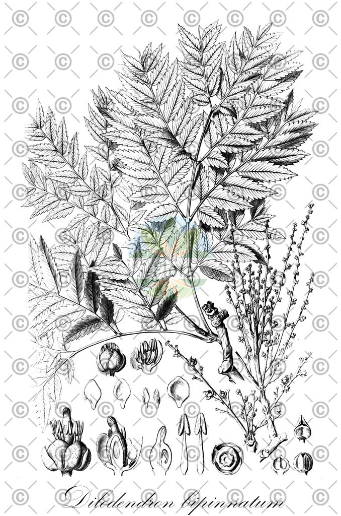 HistAbb_wfo-0000647710_1_ENZY_Simple | Historische Abbildung von Dilodendron bipinnatum - Sapindaceae | Historical Illustration of Dilodendron bipinnatum - Sapindaceae