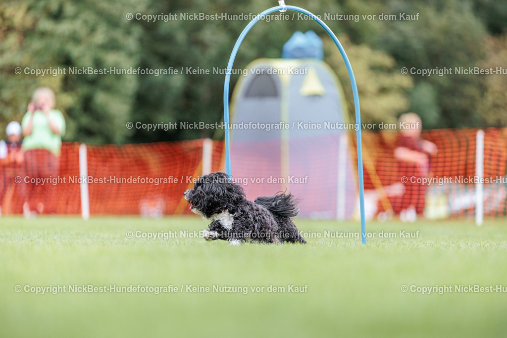 BSP Hoopers-H1-2026-Nickbest-Hundefotografie-TuS Komet Arsten e.V.-7419 | Dein Hund! Dein Moment! Deine Erinnerungen! Hundefotografie in Bremen Blumenthal. Ich fange die besonderen Momente deines Vierbeiners ein – ob Indoor mit Blitzanlage oder in der freien Natur. Sicher dir dein Moment und dein Termin für eure Erinnerungen.