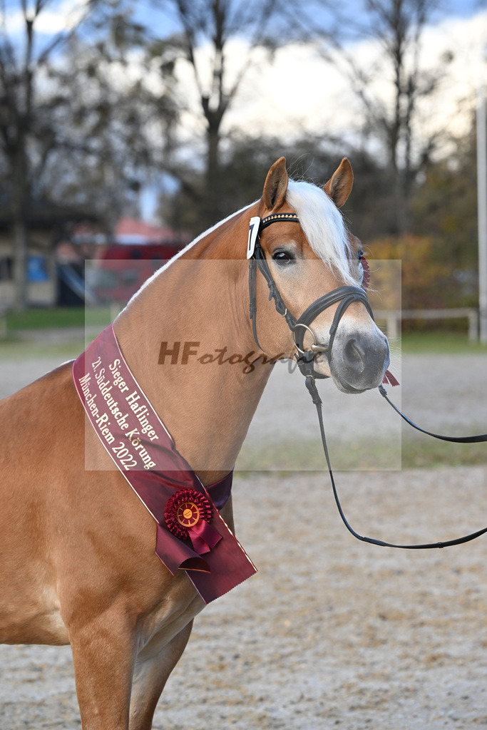 Kat-Nr. 7 Nachtprinz v. Nachtstolz_Schwarz_60221695 | hf-fotografie - Realisiert mit Pictrs.com
