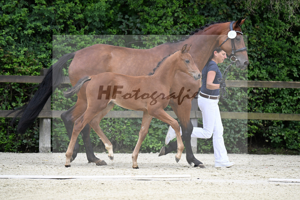 Kat-Nr. 6 Kjento x Millennium_Hopf_25240321 | hf-fotografie - Realisiert mit Pictrs.com