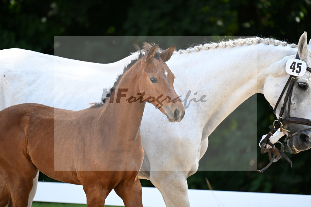 Kat-Nr. 45 Va Bene x Levisonn_SF_Parama_29251274 | hf-fotografie - Realizzato con Pictrs.com