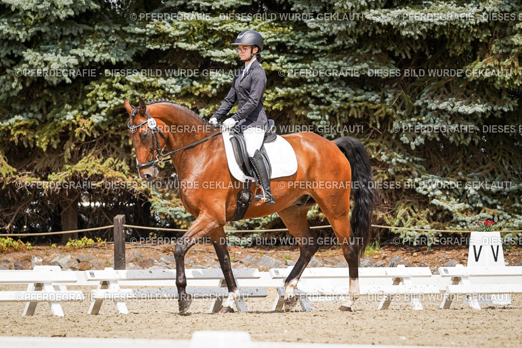 DSC02614 | Pferdegrafie