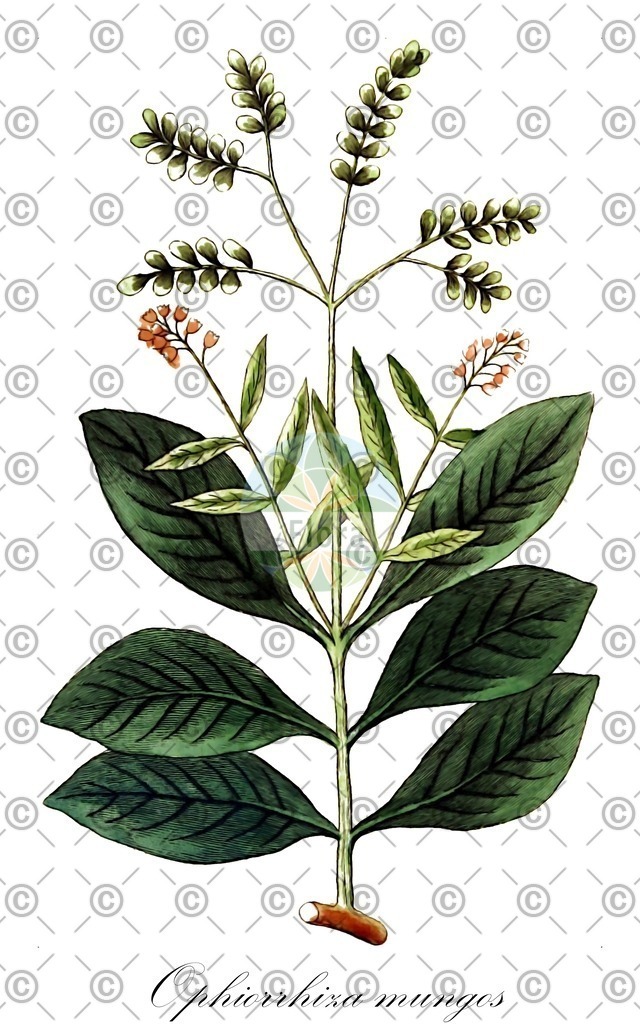 HistAbb_wfo-0000079342_1_ENZY_Simple | Historische Abbildung von Ophiorrhiza mungos - Rubiaceae | Historical Illustration of Ophiorrhiza mungos - Rubiaceae