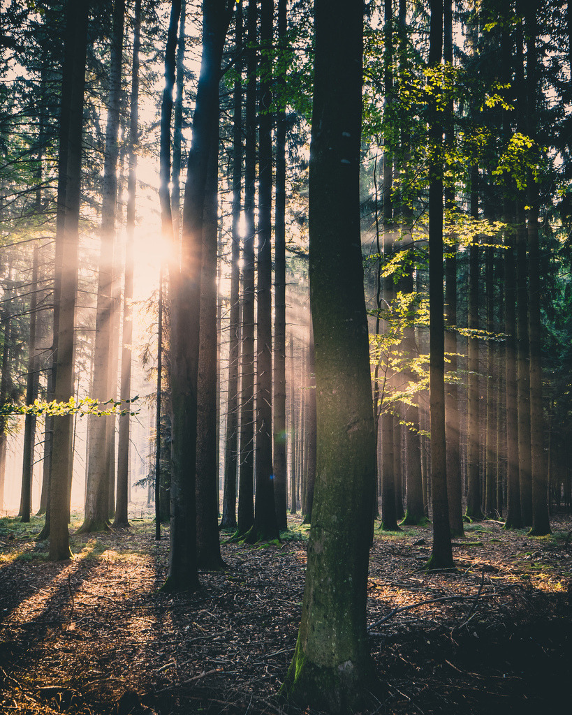 Lichstrahlen im Wald | Wald mit Sonnenstrahlen am frühen Morgen - Realisiert mit Pictrs.com