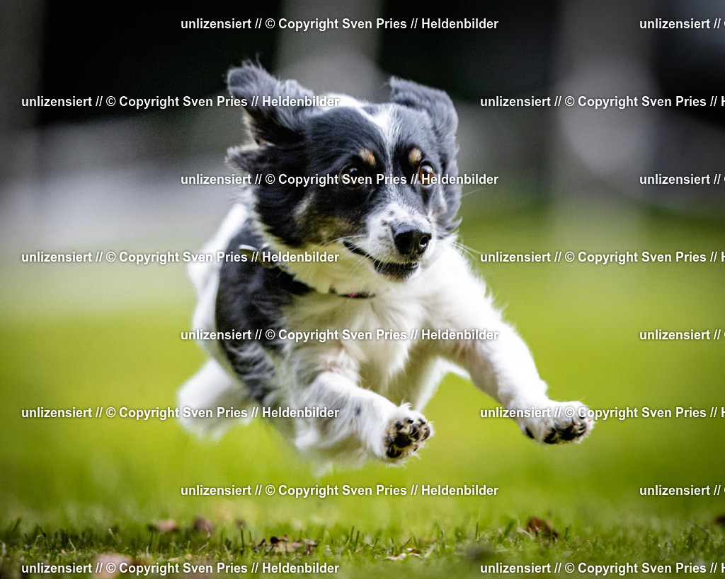 Sven Pries | 2025-10-03 - Hunderennen Obergrombach - Realisiert mit Pictrs.com